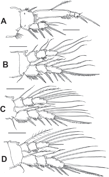 Diarthrodes bodini sp. nov. from Colombia, adult female: A, leg 1; B, leg 2; C, leg 3; D, leg 4. Scale bars: A-D = 25 μm.