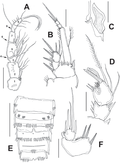 Diarthrodes bodini sp. nov. from Colombia, adult male: A, antennule; B, leg 1; C, detail of inner basal spine; D, modified leg 2 ENP2; E, urosome, ventral view, fifth legs omitted; F, fifth leg. Scale bars: A, B, D = 20 μm, C = 10 μm, E = 50 μm.