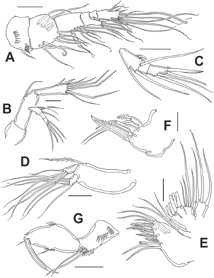 Diarthrodes gomezi sp. nov. from Colombia, adult female holotype: A, antennule; B, antenna; C, antennary exopod; D, mandible palp; E, maxillule; F, maxilla; G, maxilliped. Scale bars: A-G = 20 μm.