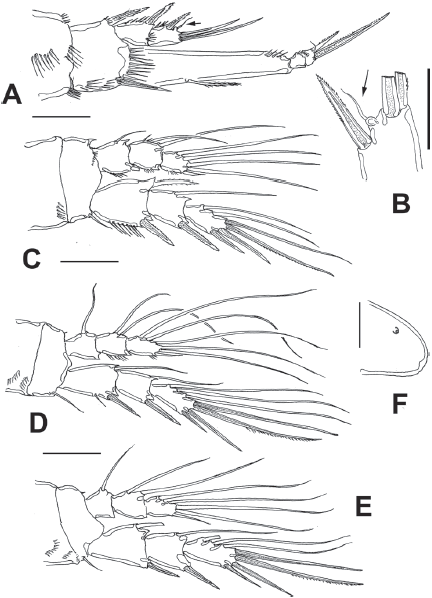 Diarthrodes gomezi sp. nov. from Colombia, adult female holotype: A, leg 1; B, detail of EXP3, leg 1, small apical seta arrowed; C, leg 2; D, leg 3; E, leg 4; F, rostrum, semi-lateral view. Scale bars: A, C-E = 25 μm, B, F = 10 μm.