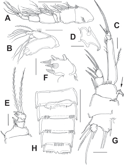 Diarthrodes gomezi sp. nov. from Colombia, adult male allotype: A, antennule; B, mandible and palp; C, leg 1; D, detail of leg 1 basipodal modified seta; E, modified leg 2 ENP; F, detail of leg 2 ENP 2; G, leg 5; H, urosome, ventral view, fifth legs omitted. Scale bars: A = 50, B, C, E, G = 20 μm, F, D = 10 μm.