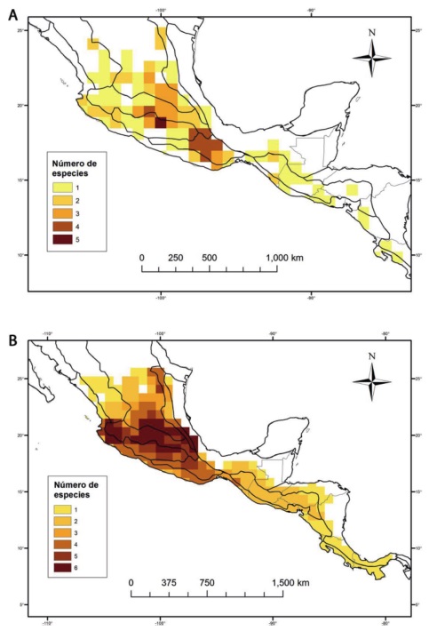 Riqueza de Lycianthes serie Meizonodontae por cuadr&iacute;cula de 83 &times; 83 km. A, riqueza conocida y B, riqueza potencial.