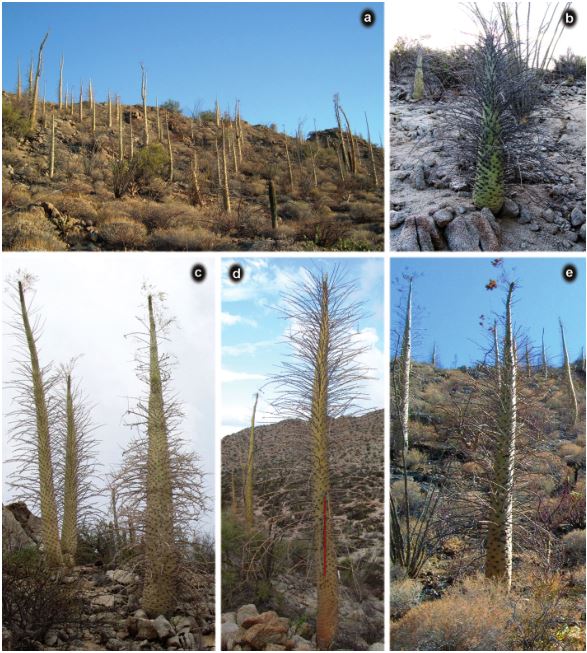 Population of cirios at sampling sites. a. Development on the northern hillside. b. Cirio growing on rocky soil. c-e. Adult specimens of Fouquieria columnaris.