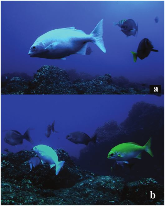 a, Partial albinism in Kyphosus sectatrix observed at Clarion Island; b, school of K. sectatrix with normal coloration, partial albinism and xanthic coloration.