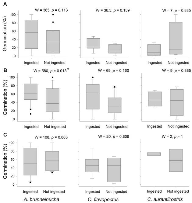 Percent germination by treatment (ingested or not ingested) of the seeds of each plant species by each of the 3 species of birds: A, C. xalapensis; B, M. glaberrima, and C, M. mexicana.