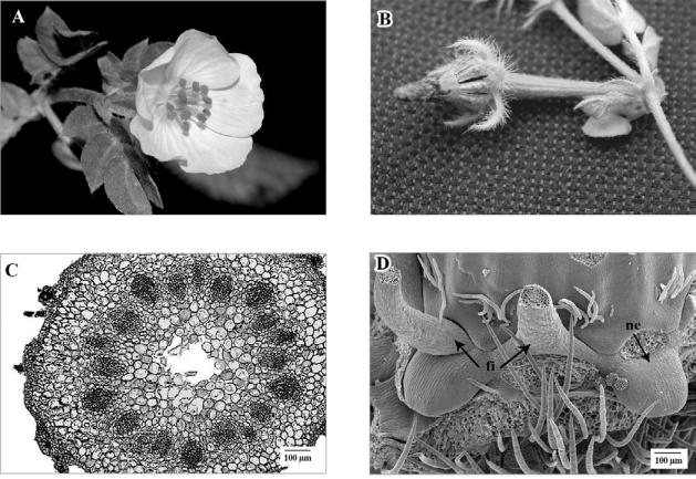Kallstroemia maxima. A, Flor; B, fruto; C, sección
							transversal del botón foral. Receptáculo de la flor en la base, con
							veinte haces vasculares; D, vista lateral de la flor mostrando la base
							de los filamentos (fi), los nectarios (ne). C, en micrografía de luz; D, en micrografía electrónica de barrido
