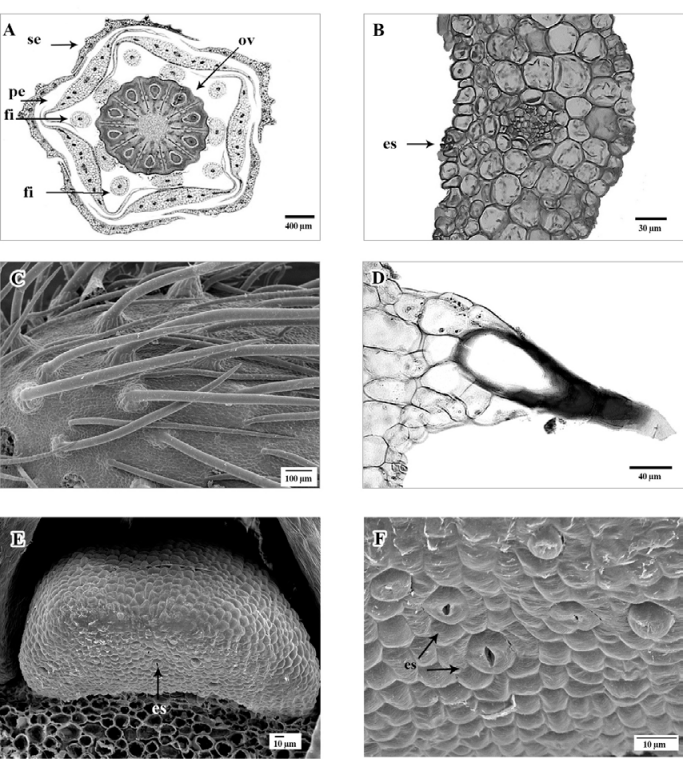 A, Sección transversal del botón floral, mostrando la disposición de sépalos (se), pétalos (pe), filamentos (fi) y ovario (ov) con diez lóculos; B, sección transversal de un sépalo, detalle mostrando un haz
						vascular con vaina parenquimática y estoma (es); C, vista superficial abaxial de sépalo con tricomas; D, vista transversal de sépalo, tricoma
						con roseta de células epidérmicas en la base, en superficie abaxial; E,
						vista frontal de nectario con estomas en la superficie abaxial (es); F,
						vista de la superficie abaxial del nectario con estomas (es). A, B y D,
						en micrografía de luz; C, E y F, en micrografía electrónica de barrido