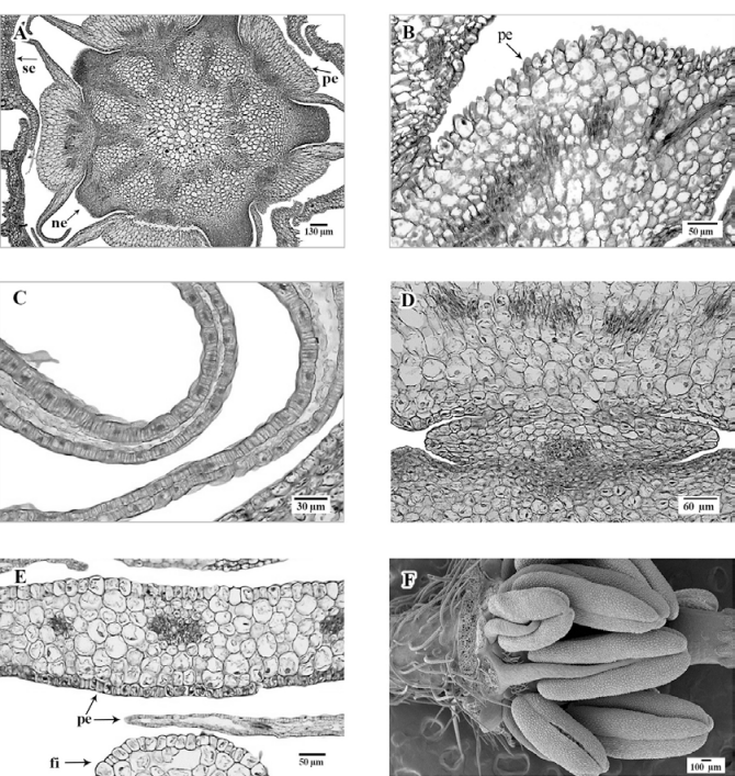 A, Sección transversal de botón floral con sépalos (se), nectarios
							(ne), pétalos (pe) con cresta en la cara abaxial, haces vasculares en
							dirección a pétalos y nectarios; B, sección transversal de pétalo a
							nivel de su base, con papilas epidérmicas; C, sección transversal de
							pétalos mostrando en los extremos laterales, células epidérmicas con
							engrosamientos y mesofilo reducido o ausente; D, pétalo y filamento del estambre antepétalo adnados cerca de su base; E, sección transversal de la parte central de un pétalo, a la mitad de su longitud, con haces vasculares, epidermis adaxial y abaxial monoestratificadas; F, vista lateral del botón floral desprovisto de cáliz y corola, con dos series de estambres y anteras con dehiscencia lateral. A-E, en micrografía de luz; F, micrografía electrónica de barrido