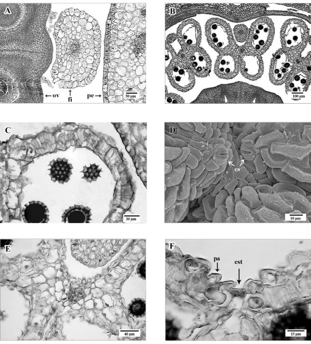 A, Sección transversal. Base de un filamento (fi) de estambre opuesto
							al pétalo (pe), con forma transversal alargada, adyacente al ovario
							(ov); B, sección transversal de anteras con cuatro lóculos y algunos
							granos de polen; C, sección transversal de endotecio con engrosamientos transversales en la pared celular; D, vista superficial de antera. Zona apical del conectivo con estomas abiertos (es); E, sección transversal de una antera en zona del tejido conectivo, con parénquima esponjoso y haz vascular; F, sección transversal de la antera, con estomio (est) y células epidérmicas papilosas (pa). A- C, E, F, en micrografía de luz; D, micrografía electrónica de barrido
