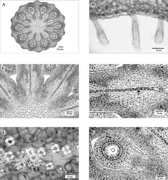 A, Sección transversal del ovario con diez lóculos, uniovulados; B,
							epidermis externa del ovario, cerca de la base, con tricomas simples; C, ovario con parénquima al centro y septos con sutura entre los carpelos; D, detalle de un septo del ovario, con células de tamaños diferentes en el parénquima y sutura (su); E, drusas en la sutura entre los carpelos; F, detalle de un lóculo del ovario con un óvulo bitégmico. Figuras en micrografía de luz