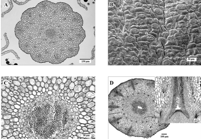 A. Sección transversal de estilo con diez lóbulos; B, vista
							superficial de estilo con estomas (es); C, sección transversal del
							estilo, con tejido de transmisión al centro; D, sección transversal de
							la base del estilo mostrando una cavidad central y sección longitudinal (recuadro) de la parte superior del ovario y base del estilo mostrando la misma cavidad. Figuras A, C, D, en micrografía de luz; B, micrografía electrónica de barrido