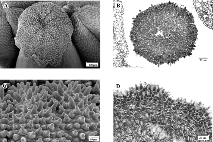 A. Vista superficial del estigma con surcos y papilas; B, sección
							transversal de estigma a nivel apical; C, vista superficial del estigma en detalle, con papilas estigmáticas; D, sección transversal de estigma en detalle, con papilas unicelulares. Figuras B, D, en micrografía de luz; A, C, en micrografía electrónica de barrido