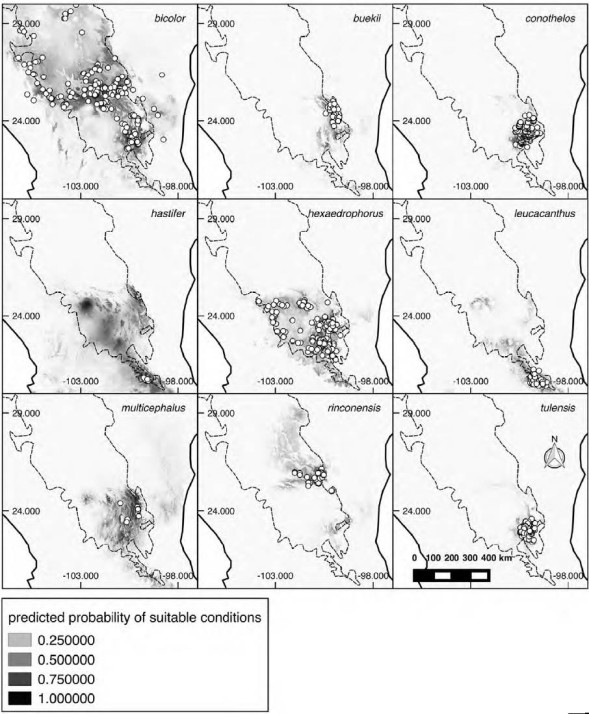 Potential distribution maps of the 9 Thelocactus
							species considered in this study. White dots represent species
							occurrences. Maps show the point-wise mean of twenty output grids.
							Darker shades indicate areas with higher habitat suitability. Dashed
							line delimits the Chihuahuan Desert Region based on Hern&aacute;ndez et al. (2004)