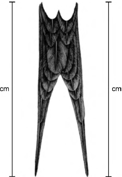 Length of right and left tail streamer rectrix measurements (cm) of
							adult nesting Magnificent Frigatebirds (Fregata magnificens), breeding at Isabel Island, Nayarit, Mexico (modified from Kochan, 1996)
