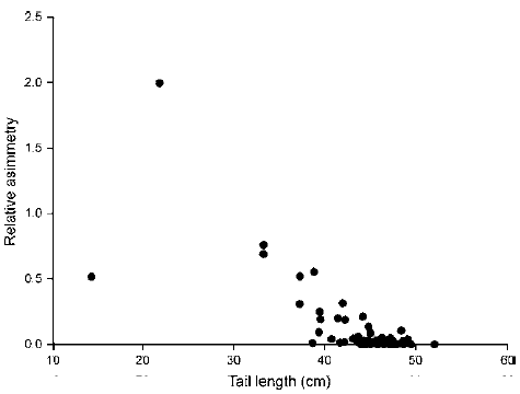 Correlation between tail streamer relative symmetry and tail length
							of adult nesting Magnificent Frigatebirds (n = 81),
							breeding at Isabel Island, Nayarit, Mexico