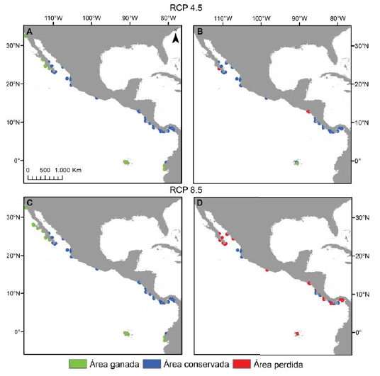 P&eacute;rdida y ganancia de &aacute;rea en el escenario RCP 4.5 y 8.5 para P. meandrina (A y C) y P. verrucosa (B y D). Las celdas en azul representan el &aacute;rea conservada por la especie, las celdas en rojo el &aacute;rea perdida y las celdas en verde, el &aacute;rea ganada en relaci&oacute;n a la distribuci&oacute;n potencial actual
