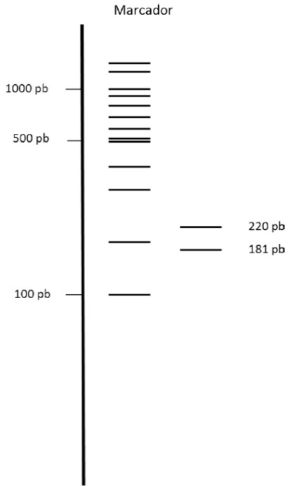 Restricción “in silico” que representa los patrones de la región ITS2 de A. calderoni digerida con la enzima HaeIII. Se produce un patrón de 2 fragmentos: 220 y 181 pb. Marcador: representa el marcador de peso molecular