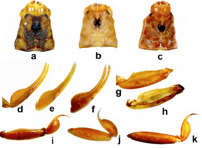 Comparaci&oacute;n de estructuras entre machos de diferentes especies; carapacho: a) C. lauriadnae sp. n.; b) C. sculpturatus; c) C. pallidiceps. Vista dorsal de la mano: d) C. lauriadnae sp. n.; e) C. sculpturatus; f) C. pallidiceps; vista dorsal de la patela pedipalpal: g) C. lauriadnae sp.n.; h) C. pallidiceps; vista lateral del segmento metasomal V y ves&iacute;cula: i) C. pallidiceps; j) C. sculpturatus; k) C. lauriadnae sp. n.
