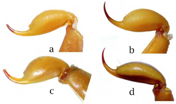 Comparaci&oacute;n de ves&iacute;culas y aguij&oacute;n en machos de a) Centruroides lauriadnae sp. n., b) C. sculpturatus, c) C. pallidiceps, d) C. suffusus