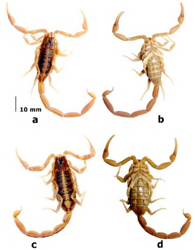 Habitus de Centruroides lauriadnae sp. n. Macho: a) vista dorsal, b) ventral, hembra: c) vista dorsal, d) ventral