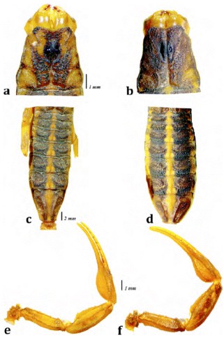 Centruroides lauriadnae sp. n. Carapacho, mesosoma y pedipalpo; vista dorsal. Macho holotipo: a, c, e; hembra paratipo: b, d, f