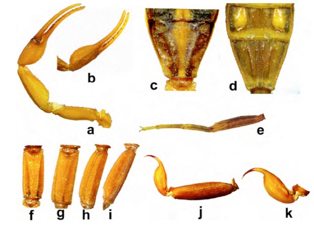 Centruroides lauriadnae sp. n. Macho holotipo: a)
							pedipalpo en vista ventral, b) mano en vista dorsal, c) terguito VII, d) esternitos VI y VII, e) vista ventrolateral de la pata IV; f-k,
							metasoma: f), segmento I en vista dorsal, g) segmento II en vista
							dorsolateral, h) segmento III en vista dorsolateral, i) segmento IV en
							vista lateral, j) segmento V y telson en vista lateral, k) ves&iacute;cula y
							aguij&oacute;n en vista lateral