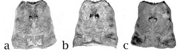 Carapacho bajo luz UV, a) macho holotipo de Centruroides lauriadnae sp. n., b) macho de C. sculpturatus, c) macho de C. pallidiceps.