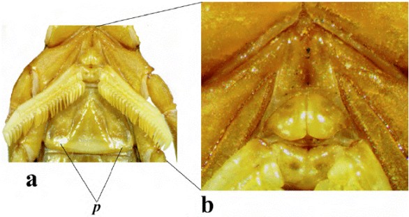 a) Estern&oacute;n, op&eacute;rculo genital y estructuras pectinales del macho holotipo de Centruroides lauriadnae sp. n.; b) acercamiento del op&eacute;rculo genital y placa basal de los peines. p) parche blanquecino en esternito III