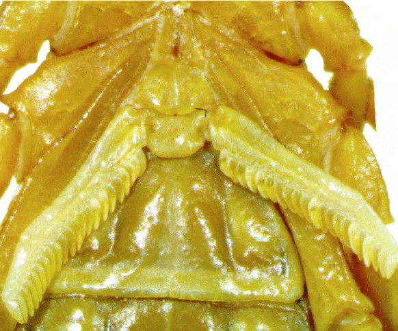 Estern&oacute;n, op&eacute;rculo genital y estructuras pectinales de la hembra paratipo de Centruroides lauriadnae sp. n