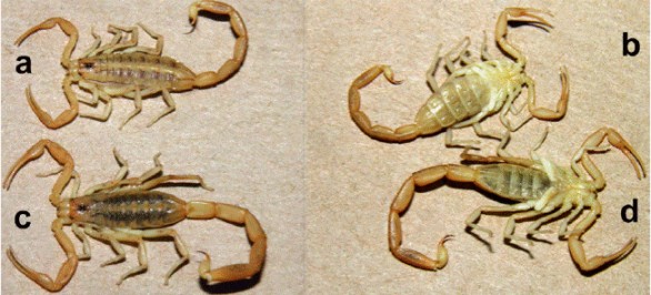 Habitus de Centruroides sculpturatus en vista dorsal y ventral: a) y b) hembra; c) y d) macho. Fotograf&iacute;as de T. R. Van Devender en abril 14 de 2016 en sierra Hu&eacute;rfana, Sonora