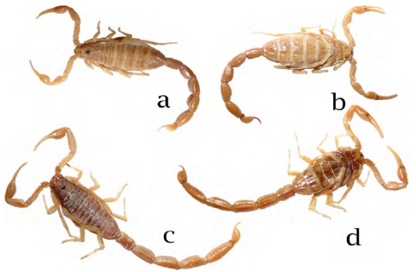 Habitus de Centruroides pallidiceps en vistas dorsal y ventral: a) y b) hembra; c) y d) macho