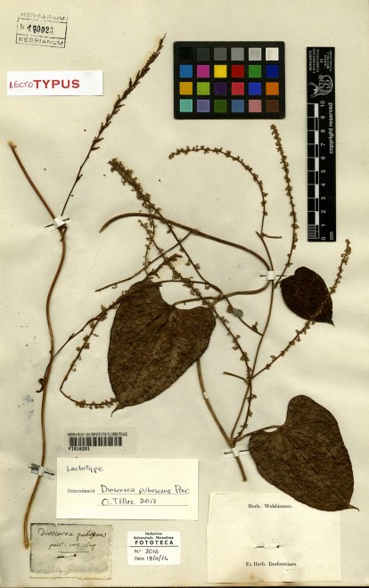 Esp&eacute;cimen tipo de Dioscorea pubescens Poir., depositado en el herbario del Museo de Historia Natural de La Universidad de Florencia, Italia (FI)