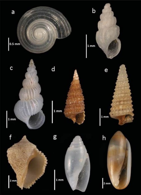 New records of molluscs from the PNAPM: a, Circulus semisculptus; b, Schwartziella bouryi; c, Epitonium turritellula; d, Cerithiopsis flava; e, Retilaskeya bicolor; f, Coralliophila galea; g, Olivella acteocina; h, Volvarina ceciliae