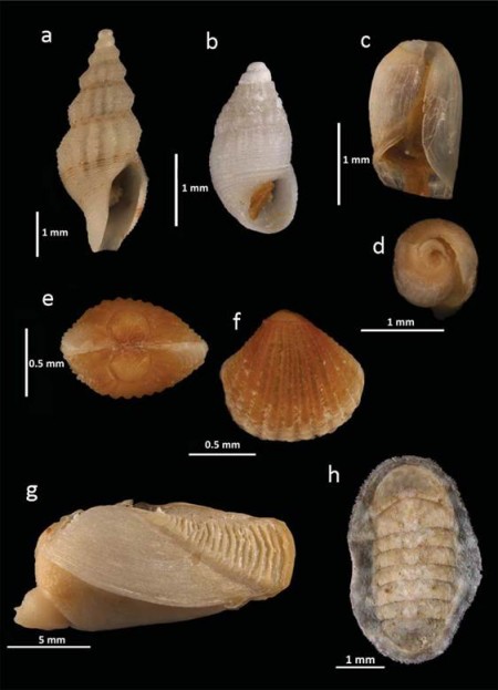 New records of molluscs from the PNAPM: a, Granoturris padolina; b, Chrysallida nioba; c, d, Ascobulla ulla; e, f, Carditopsis smithii; g, Spengleria rostrata; h, Ischnochiton hartmeyeri