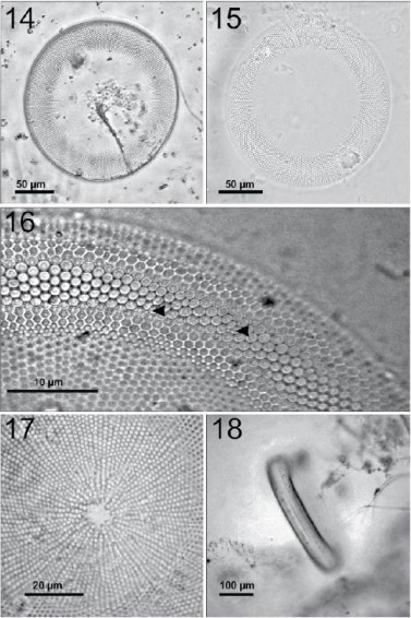 Coscinodiscus gigas. 14, C&eacute;lula completa en una preparaci&oacute;n en fresco; 15, preparaci&oacute;n permanente, fr&uacute;stula limpia con el margen en foco, el centro se aprecia menos debido a la concavidad de esa parte de la superficie valvar; sin embargo, es posible observar la zona central hialina; 16, margen de la valva mostrando la densidad areolar con algunas de las microrimop&oacute;rtulas que componen un anillo submarginal (flechas); 17, centro hialino de una fr&uacute;stula limpia y patr&oacute;n areolar radial; 18, vista cingular de la c&eacute;lula en preparaci&oacute;n en fresco