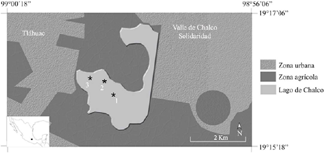 Ubicaci&oacute;n de los puntos de recolecta (*) en el lago Chalco. Modificado de www.gaia.inegi.org.mx
