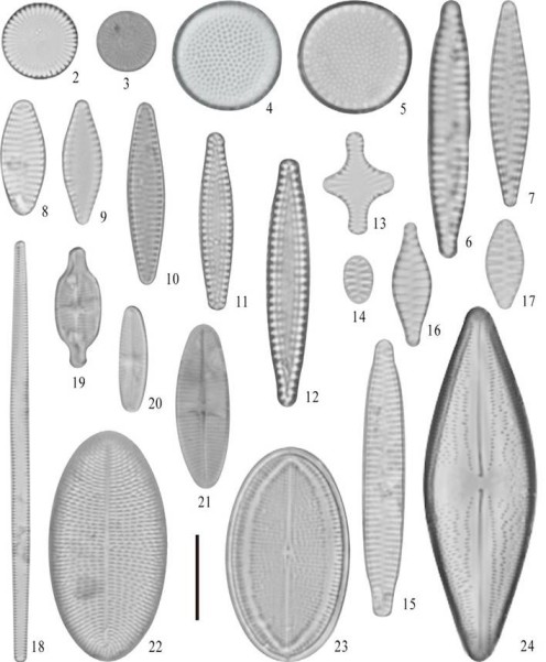 2) Cyclotella meneghiniana; 3) Discostella pseudostelligera; 4, 5) Thalassiosira aff. duostra; 6) Fragilaria capucina; 7) Fragilaria sp. 8) Fragilariforma virescens; 9) Pseudostaurosira brevistriata; 10-12) Pseudostaurosira subsalina; 13) Staurosira construens; 14) Staurosira venter; 15) Staurosira neoproducta; 16, 17) Punctastriata mimetica; 18) Tabularia fasciculata; 19) Achnanthidium exiguum; 20) Achnanthidium minutissimum; 21) Lemicola hungarica; 22, 23) Cocconeis placentula; 24) Anomoeoneis costata. Barra = 10 μm