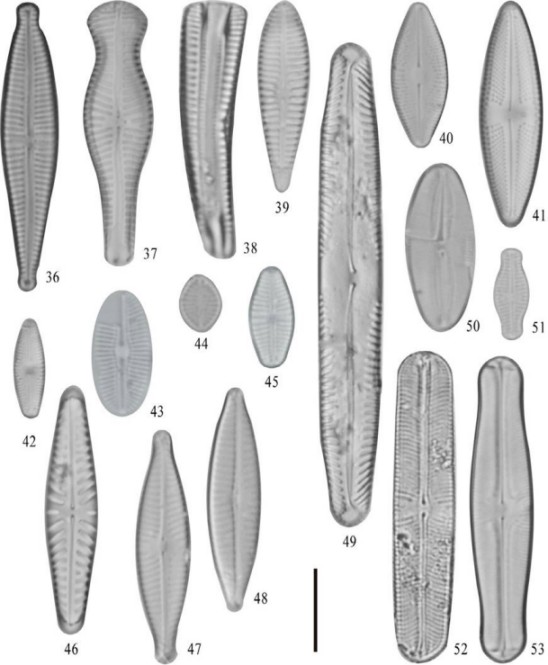 36) Gomphonema parvulum; 37) Gomphonema truncatum; 38-39) Rhoicosphenia abbreviata; 40) Diadesmis confervacea; 41) Luticola goeppertiana; 42) Luticola mutica; 43) Diploneis pseudovalis; 44) Eolimna subminuscula; 45) Geissleria tagensis; 46) Hippodonta hungarica; 47) Navicula cryptocephala; 48) Navicula veneta; 49) Pinnularia abaujensis var. linnearis; 50) Fallacia pygmaea; 51) Sellaphora pseudoventralis; 52) Sellaphora laevissima; 53) Sellaphora pupula. Barra = 10 μm