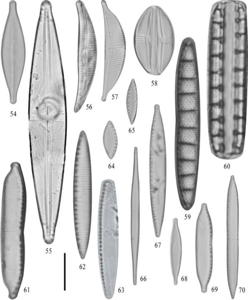 54) Craticula halophila; 55) Stauroneis phoenicenteron; 56) Amphora copulata; 57) Halamphora coffeiformis; 58) Halamphora veneta; 59, 60) Denticula valida; 61) Hantzschia amphyoxis; 62) Nitzschia amphibia; 63) Nitzschia communis; 64, 65) Nitzschia frustulum; 66) Nitzschia graciliformis; 67) Nitzschia palea; 68) Nitzschia gandersheimiensis var. tenuirostris; 69) Nitzschia hantzschiana; 70) Nitzschia umbonata. Barra = 10 μm