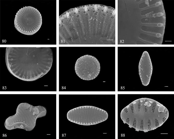 Fotograf&iacute;as de MEB por m&eacute;todo de electrones secundarios. 80-83) Cyclotella meneghiniana; 84) Thalassiosira aff. duostra; 85) Pseudostaurosira brevistriata; 86) Staurosira construens; 87) Staurosira venter; 88) Punctastriata mimetica. Barras = 1 μm