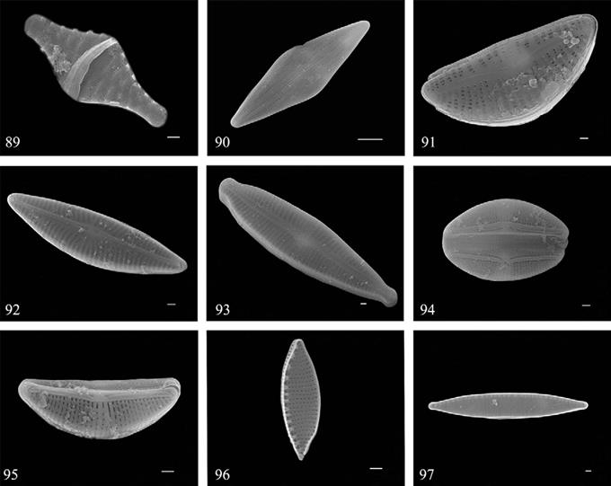 Fotograf&iacute;as de MEB por m&eacute;todo de electrones secundarios. 89) Punctastriata mimetica; 90) Anomoeoneis costata; 91) Encyonema mesianum; 92) Navicymbulla pusilla; 93) Gomphonema parvulum; 94, 95) Halamphora veneta; 96) Nitzschia frustulum; 97) Nitzschia palea. Barras = 1 μm