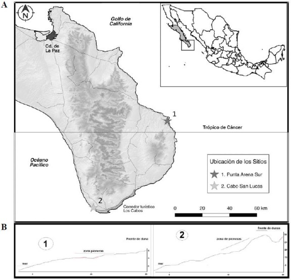 A, Ubicaci&oacute;n geogr&aacute;fica de las poblaciones conocidas de Commelina rebmanii Le&oacute;n-de la Luz, en la regi&oacute;n de Los Cabos, Baja California Sur, M&eacute;xico. Los n&uacute;meros 1 y 2 representan las localidades de Punta Arena del Sur y Cabo San Lucas, respectivamente. En el corredor tur&iacute;stico Los Cabos, la zona de playa ha sido modificada intensamente por distintos tipos de infraestructura tur&iacute;stica; B, los trazos se&ntilde;alan el perfil de playa y la ubicaci&oacute;n de las poblaciones de la nueva especie en cada sitio de colecta (1 y 2); las flechas indican la ubicaci&oacute;n de las poblaciones en cada localidad