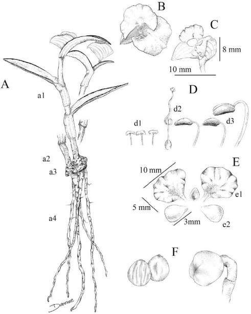 Commelina rebmanii Le&oacute;n-de la Luz. A, Planta completa; a1: hojas envainantes al tallo; a2: segmento cuadrangular de los tallos viejos; a3: base cormoide del tallo; a4: ra&iacute;ces cil&iacute;ndricas a fusiformes, semisuculentas; B, vista superior de la flor, mostrando el traslape parcial de p&eacute;talos, el resto con disposici&oacute;n casi paralela; C, vista de perfil de la br&aacute;ctea espat&aacute;cea, el cincino, la flor y las estructuras pedunculares; D, pistilo y androceo; d1: estaminodios; d2: estilo geniculado con un rizo; d3: estambres f&eacute;rtiles; E, e1: s&eacute;palos (3); e2: p&eacute;talos (2); F, fruto; f1: semillas (2); f2: c&aacute;psula. Ilustraci&oacute;n de Danira Le&oacute;n-Coria