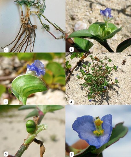 Fotograf&iacute;as de Commelina rebmanii Le&oacute;n-de la Luz. 1, Vista de la planta completa; 2, br&aacute;ctea espat&aacute;cea abierta con el cincino en su interior; 3, vista de perfil de la br&aacute;ctea espat&aacute;cea y la flor; 4, planta en desarrollo protegida por tallos de Ipomoea pes- caprae; 5, c&aacute;psula; 6, disposici&oacute;n casi paralela de los p&eacute;talos
