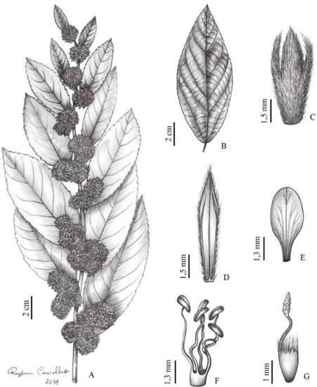 Ilustración de Waltheria glomerata C. Presl. A, Hábito; B, cara abaxial de la hoja; C, bráctea; D, cara interna de un sépalo; E, cara adaxial del pétalo; F, estambres; G, pistilo. Ilustración elaborada a partir de L. Amorim Neto y equipe/F.N.S. s.n. (EAC 31206)
