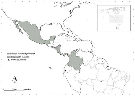 Distribución geográfica de Waltheria glomerata C. Presl