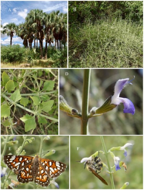 Salvia palmetorum J.G. González & Carnahan. A) Habitat; B) general habit; C) leaves; D) flower close up; E), F) floral visitors, Apodemia mejicanus and Campsomeris sp., respectively, note the staminal lever mechanism triggered by the wasp (pictures taken by SD Carnahan)