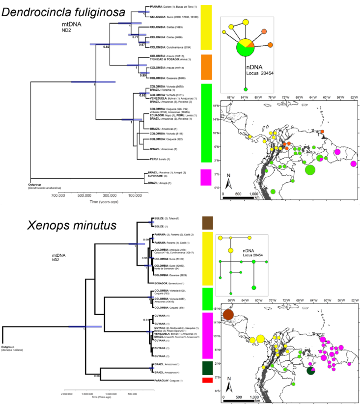 Phylogeography of D. fuligionosa and X minutus. Left, phylogenetic reconstruction of the mtDNA (ND2) dataset in BEAST, depicting posterior probabilities (pp) for nodes with values larger than 0.75. The 95% high posterior density calculated for divergence times are presented as error bars for some nodes of interest. Right, and allele network of the nDNA (locus 20454) for Colombian individuals. In the tips of the trees (among brackets) are indicated the IAvH-CT numbers for Colombian samples and the number of sequences used for the other countries. The inset maps depicts the range of each major haplogroup (circles with same color as in the phylogenetic reconstruction and allele network), and elevations above 1,500 m are in dark grey.