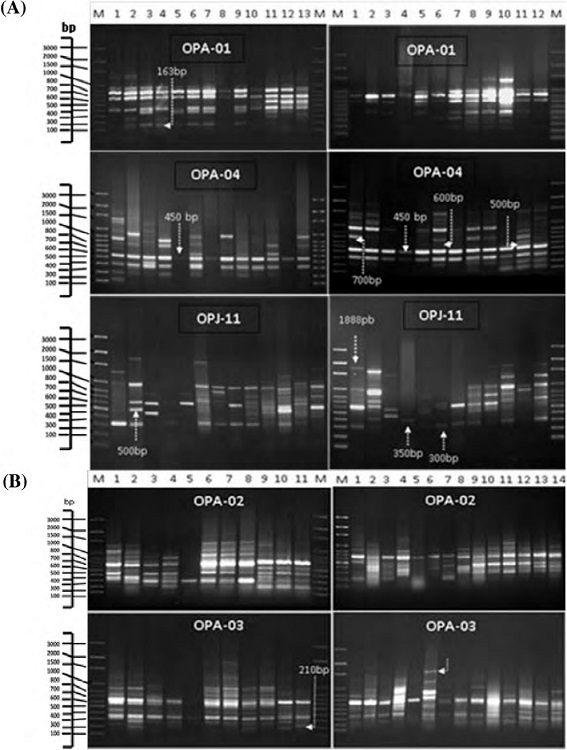 A, RAPD profiles show fragment amplification in the 25 different accessions of Amaranthus species that were analyzed using primers OPA-01, OPA-04 and OPJ-11. The profiles in each lane, including the DNA size markers (M) and the 25 accessions, were ordered following the same arrangement as that indicated in Table 1. B, RAPD profiles show fragment amplification in the 25 different accessions of Amaranthus species using primers OPA-02 and OPA-03. The profiles in each lane, including the DNA size markers (M) and the 25 accessions, were ordered following the same arrangement as that indicated in Table 1.