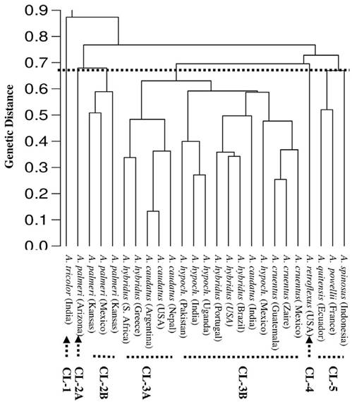 UPGMA dendrogram showing the relation among the 25 accessions of Amaranthus spp. generated by RAPD data. 